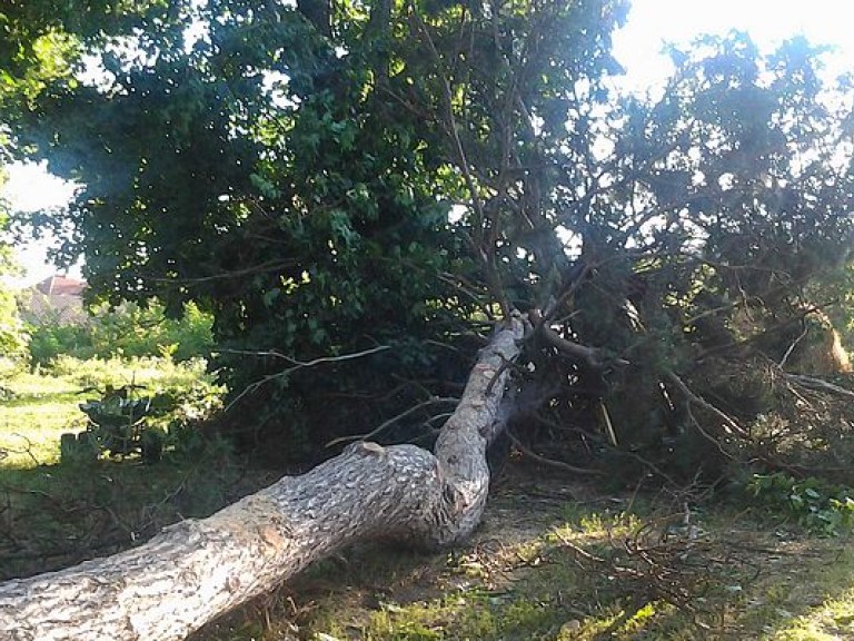 В Закарпатской области ураганом повалило деревья на 1000 гектаров леса (ВИДЕО)
