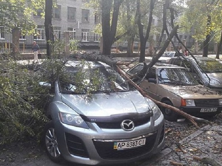 В центре Запорожья деревья обрушились на машины (ФОТО)