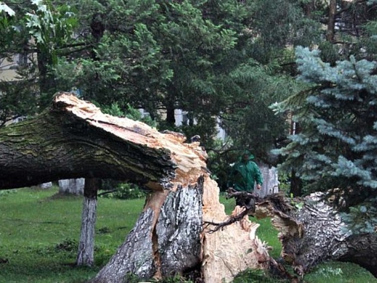 Ураган в Закарпатской областинанес убытки на 76 миллионов гривен