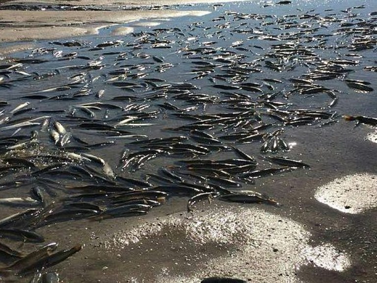 Мор рыбы в Запорожской области: прокуратура подключилась к делу