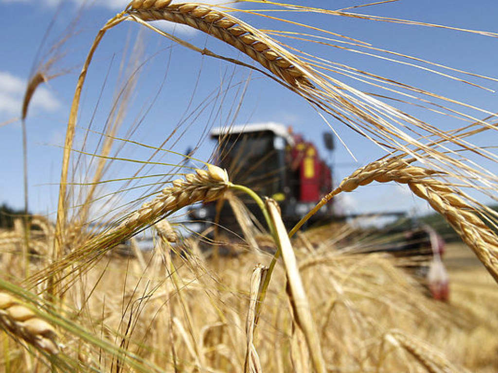 Урожай зерновой группы в текущем году будет меньше  чем в 2016, как минимум на 10% &#8212; эксперт
