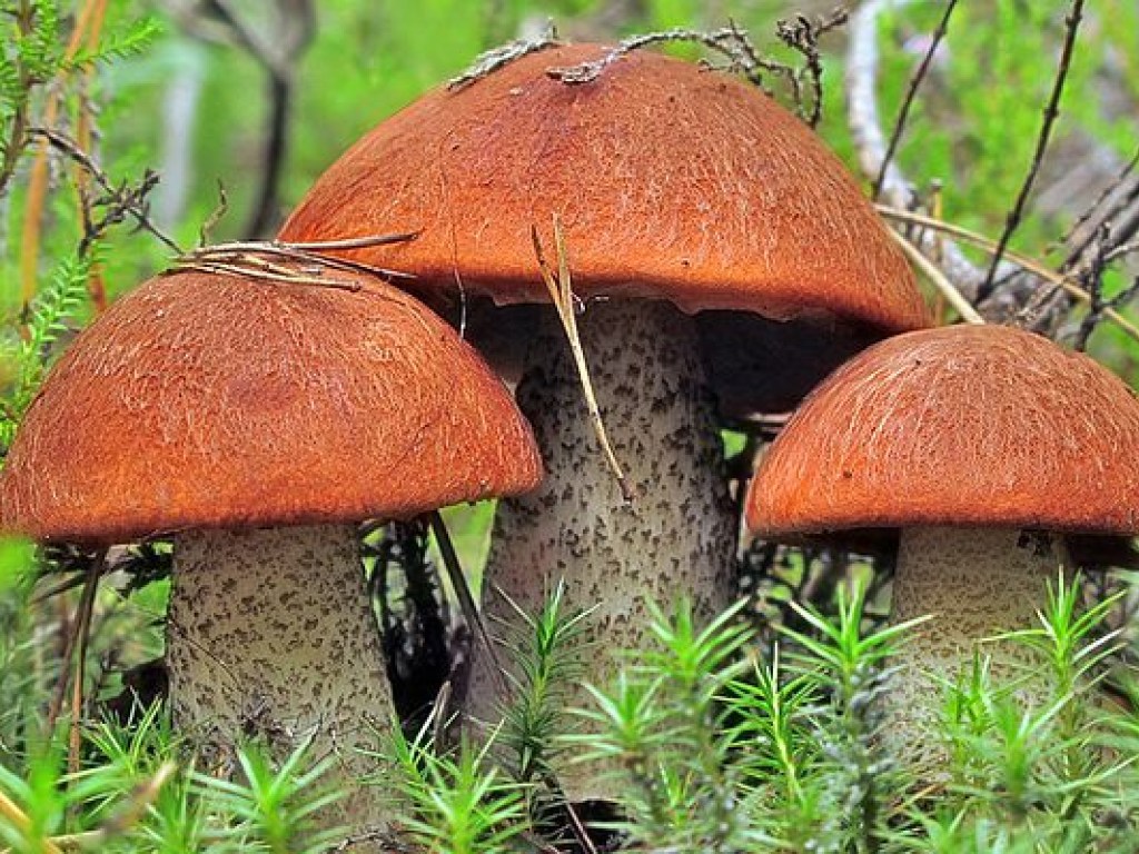 На Прикарпатье за сутки 7 человек отравились грибами
