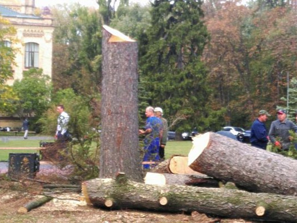 В столичном парке КПИ коммунальщики спилили 100-летние ели (ФОТО)