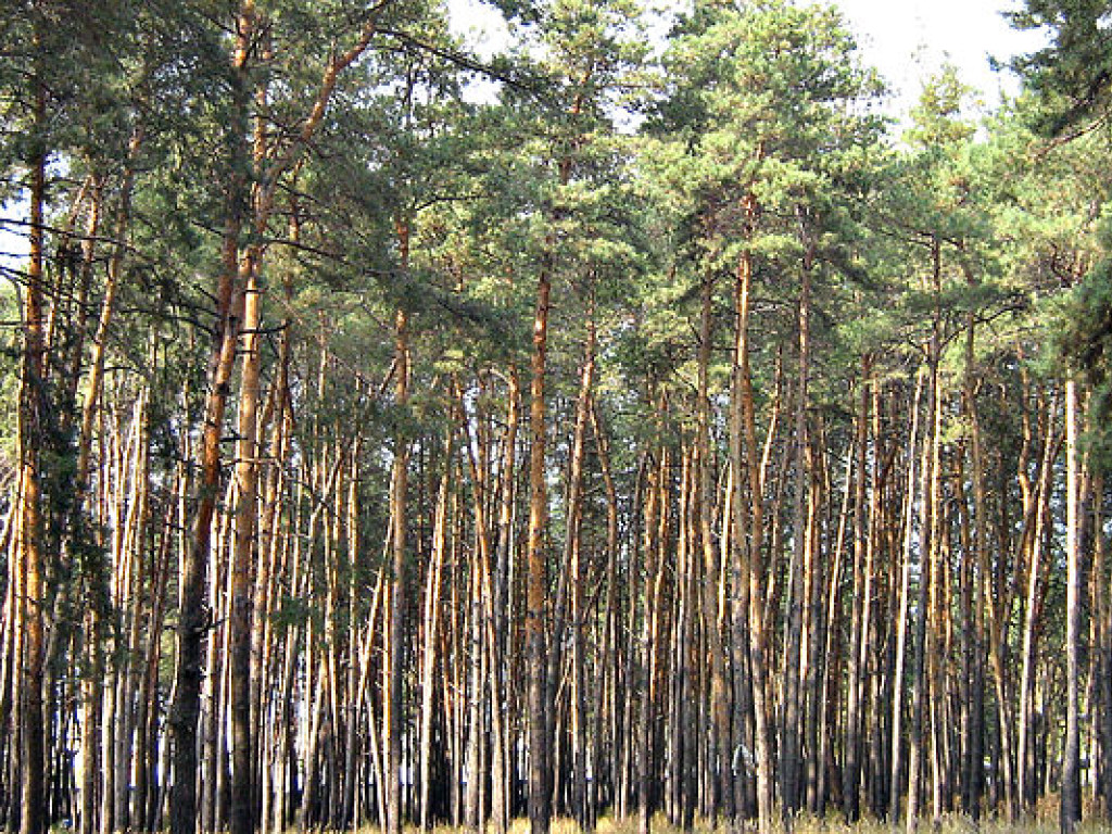 Прокуратура предъявила более 4 сотни исков по дерибану леса в Ирпене и Буче
