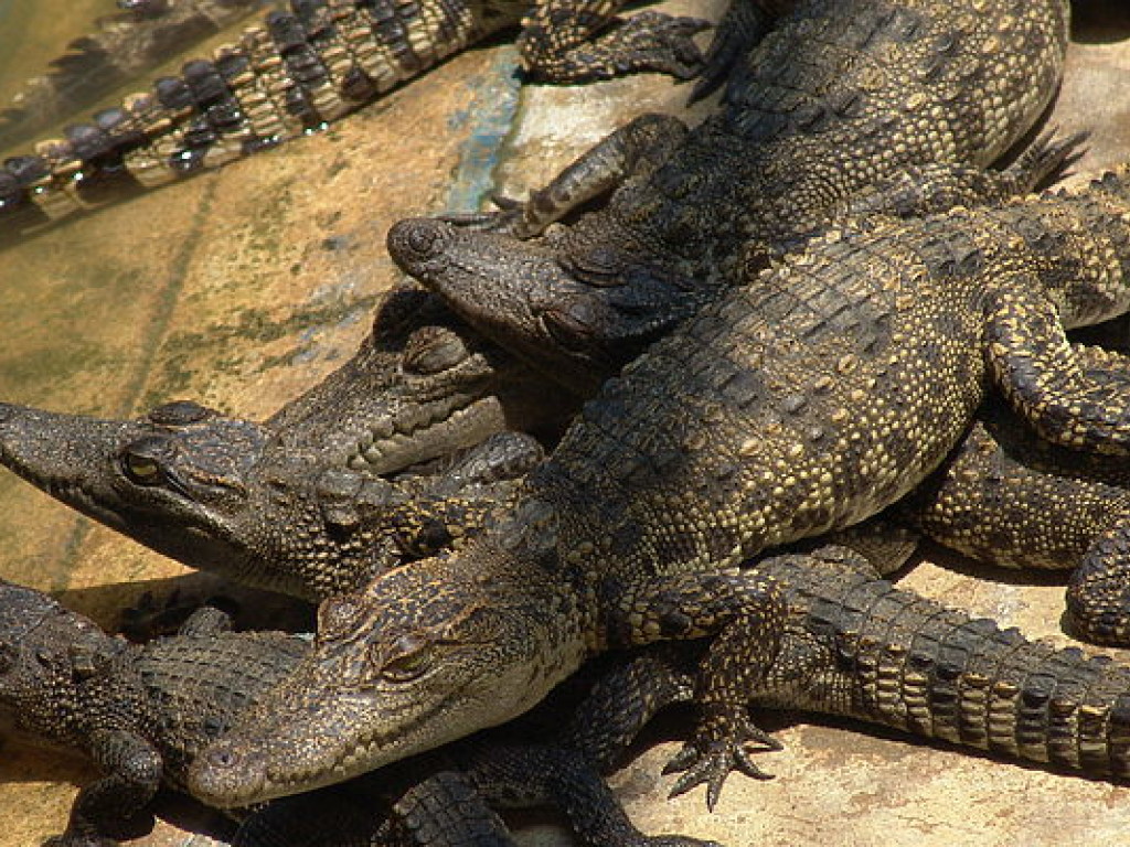 78 сиамских крокодилов сбежали с китайской фермы