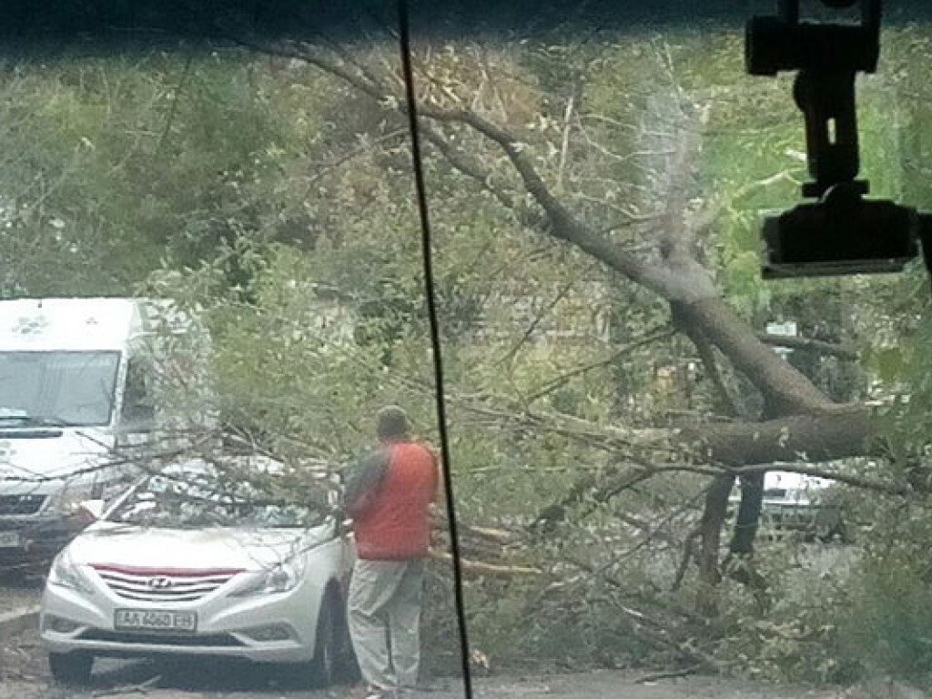 В результате сильного ветра на Подоле на проезжающие авто рухнуло дерево  (ФОТО)