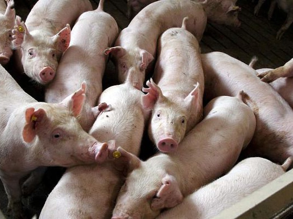 В Херсонской области зарегистрирована вспышка чумы свиней