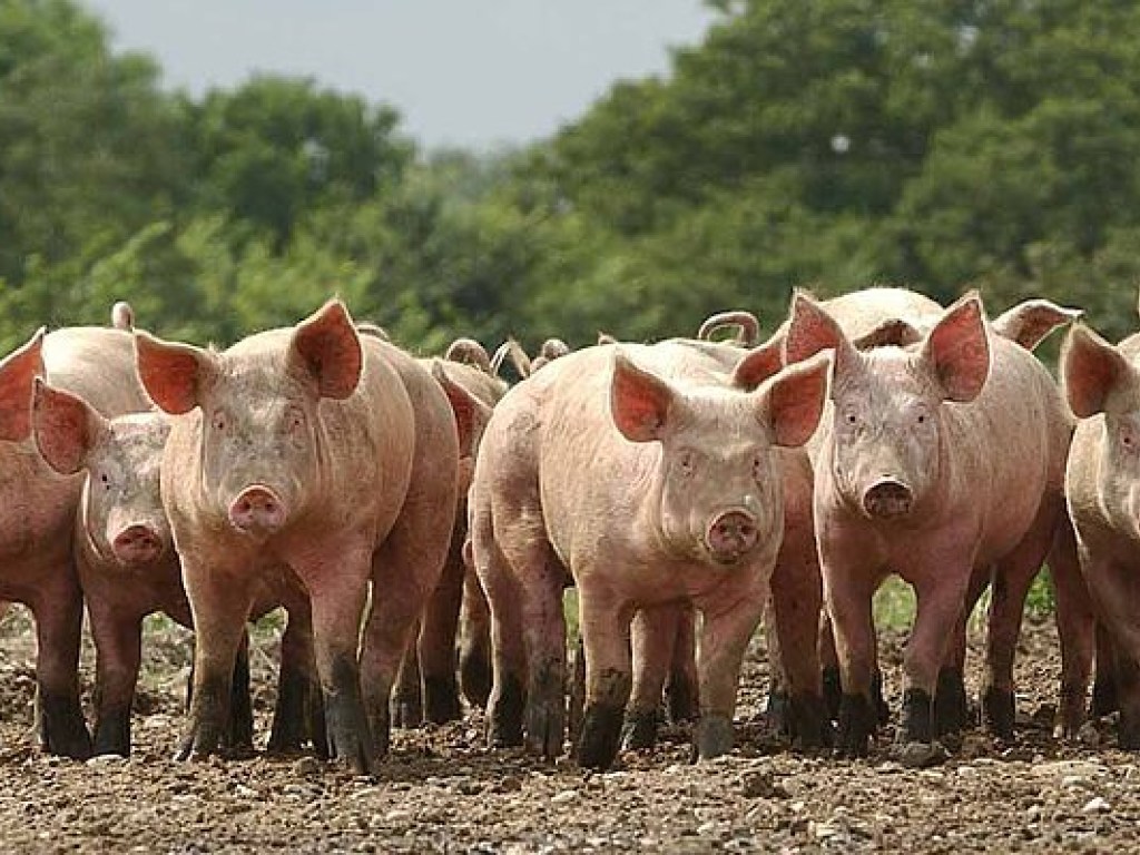 В Госстате сообщили о сокращении поголовья свиней
