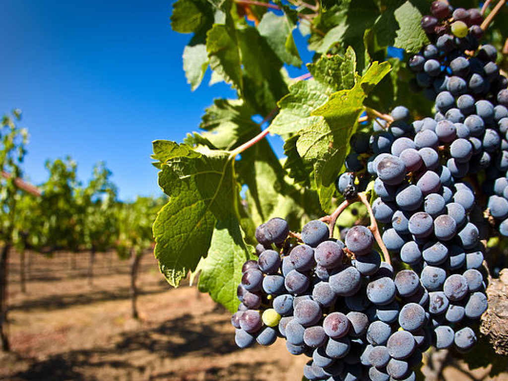 Виноделы Франции собрали наименьший урожай за последние 60 лет
