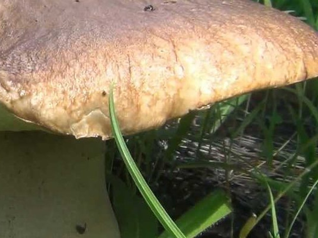 В лесах Ивано-Франковской области нашли гриб-гигант (ВИДЕО)