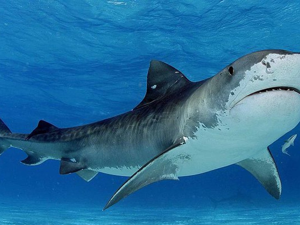 У побережья Австралии акула атаковала подводного оператора (ВИДЕО)