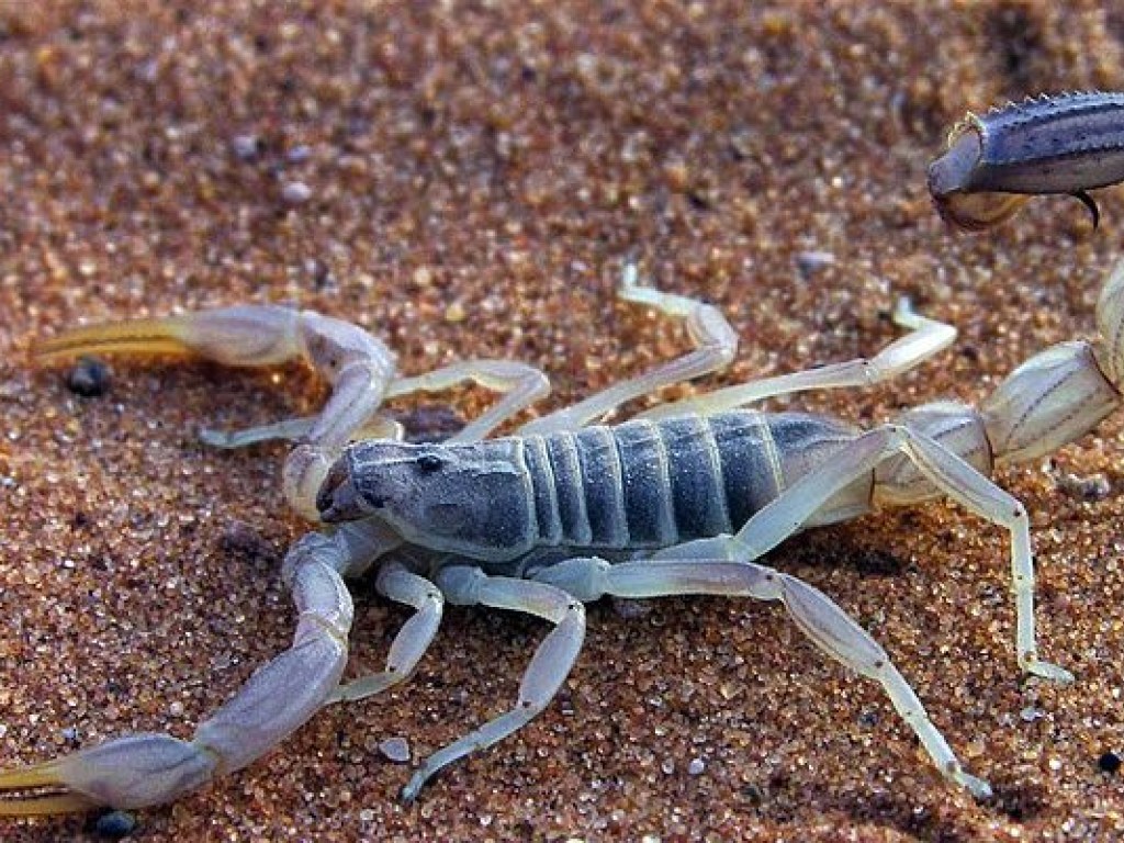 Ученые рассказали, почему меняется состав яда скорпиона в зависимости от обстановки