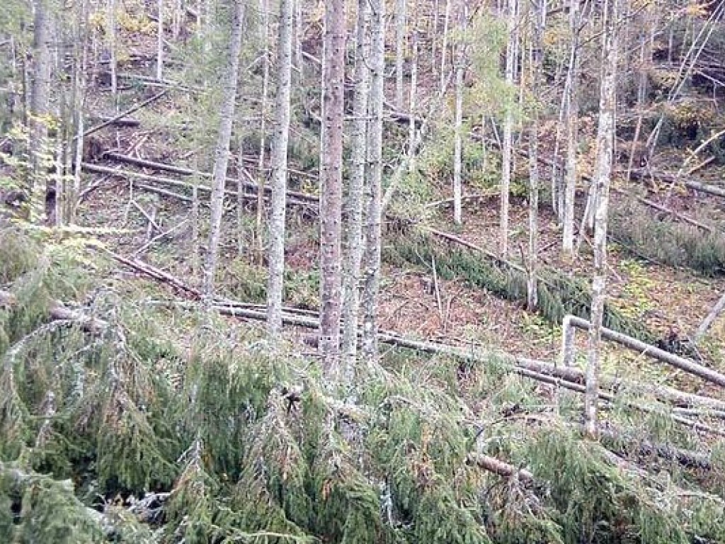 На Закарпатье ураганом повалило деревья на площади 27 гектаров (ФОТО)