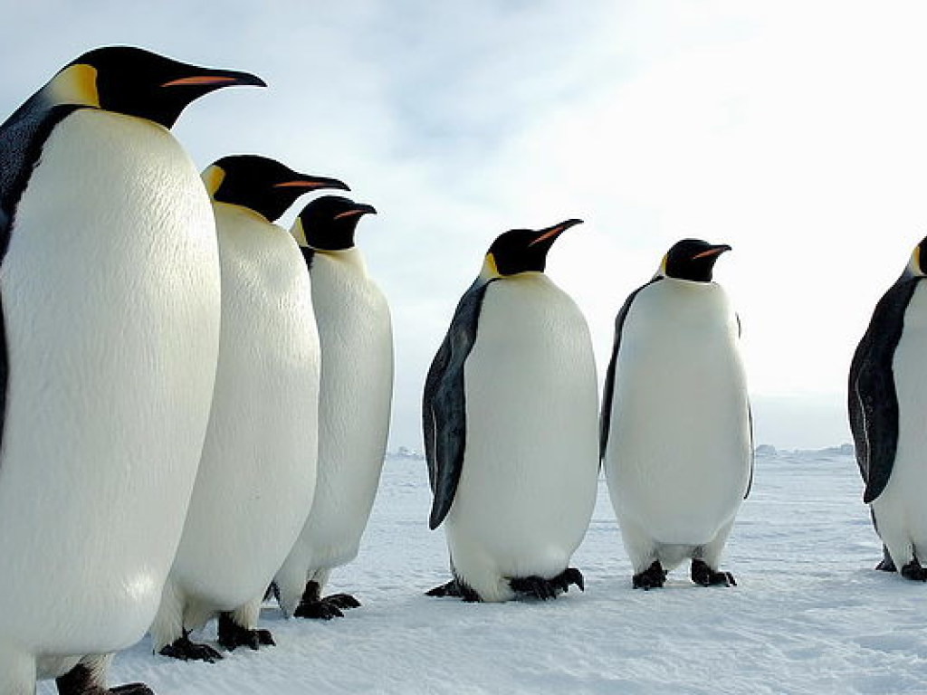На востоке Антарктики произошла массовая гибель птенцов пингвинов