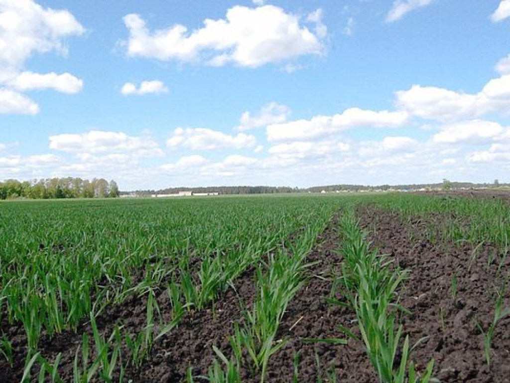 Украина за два года потеряла более 5 тысяч га посевов &#8212; Минагропром