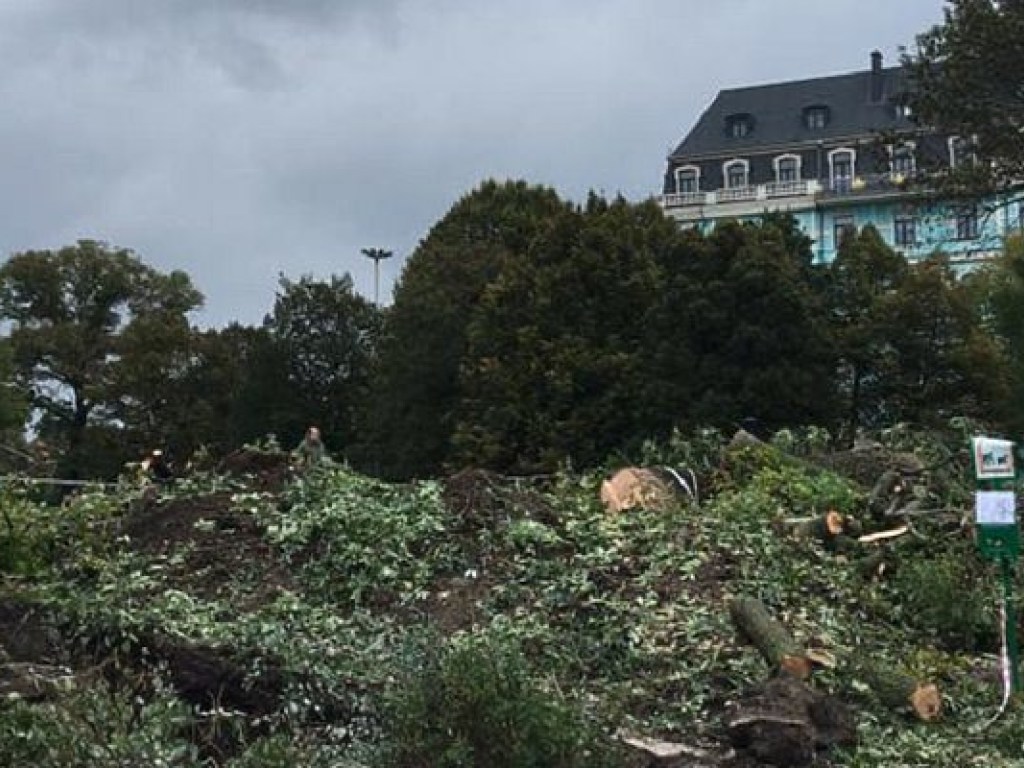 Возле исторического музея в Киеве массово уничтожают деревья (ФОТО)