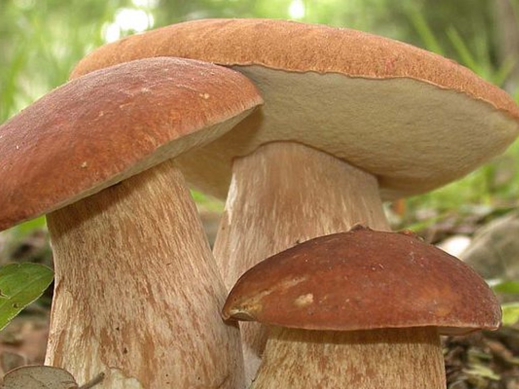 Во Львовской области в лесу нашли тело 65-летнего грибника