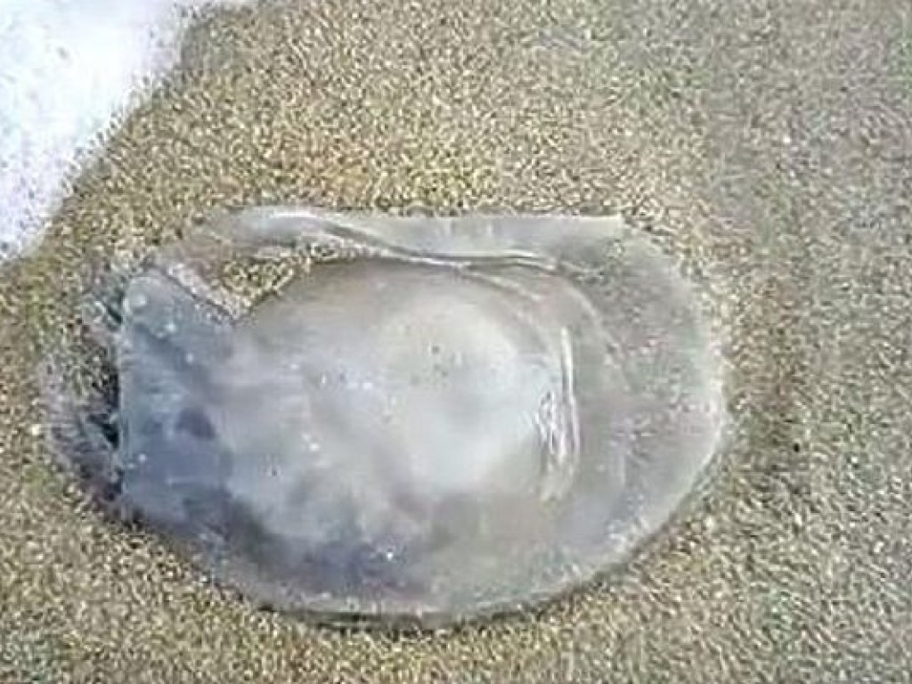 На берегу Азовского моря нашли ядовитое животное (ВИДЕО)