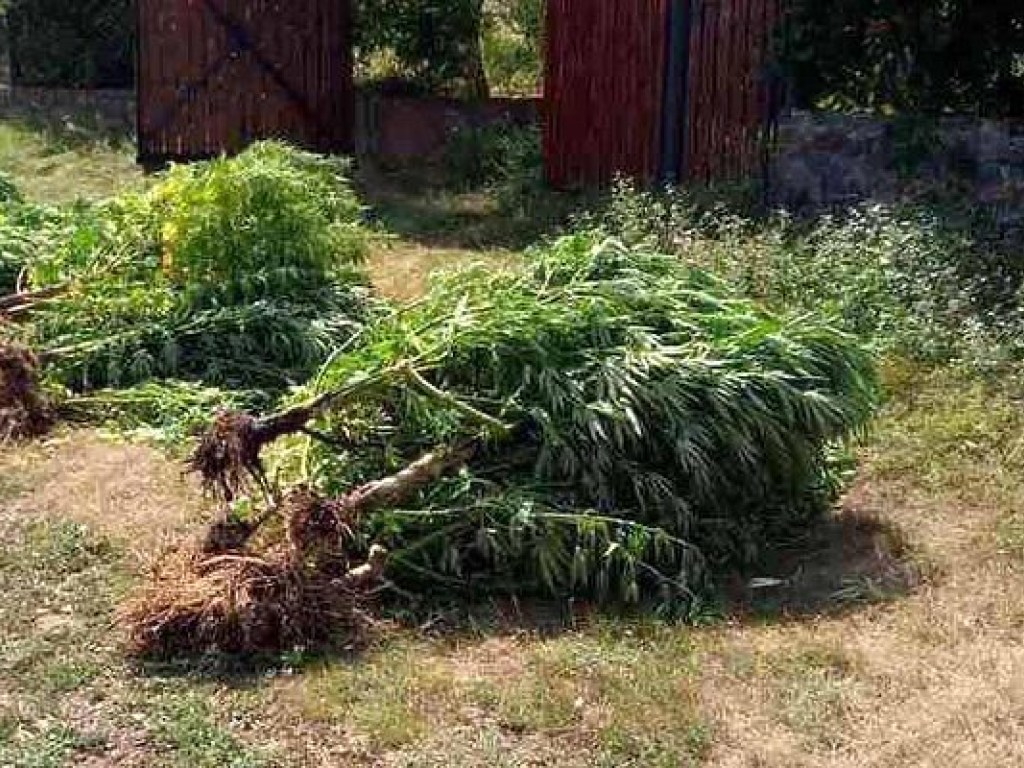 В Украине полицейские за полгода изъяли почти тонну наркотических растений