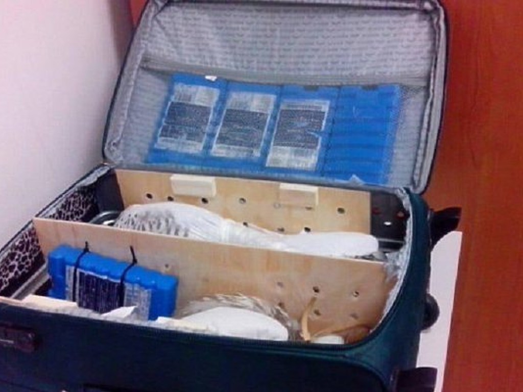 Украинец попытался вывезти в ОАЭ трех соколов в чемодане (ФОТО)