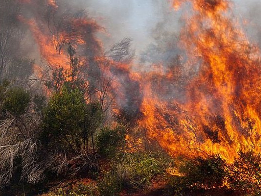 В центральной части Канады лютуют лесные пожары, эвакуированы 2000 человек (ФОТО, ВИДЕО)