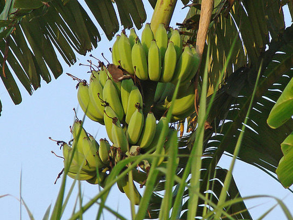 ООН предупредила об угрозе «банановой катастрофы» из-за распространения грибка