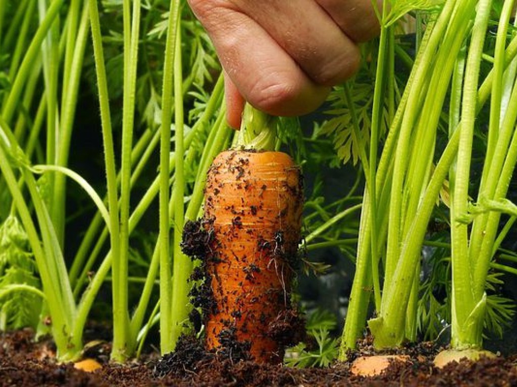 Дачнику на  заметку: В конце октября  пришло время сеять морковь, петрушку и укроп