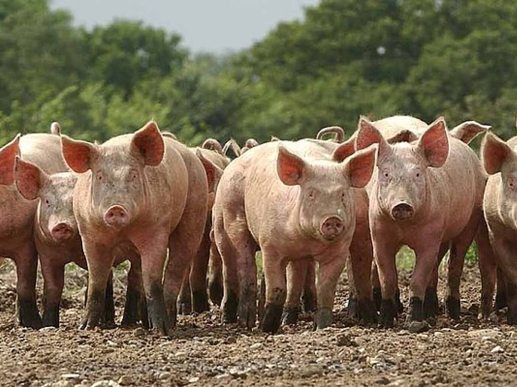 Беларусь из-за чумы запретила ввоз свинины еще из 4 областей Украины