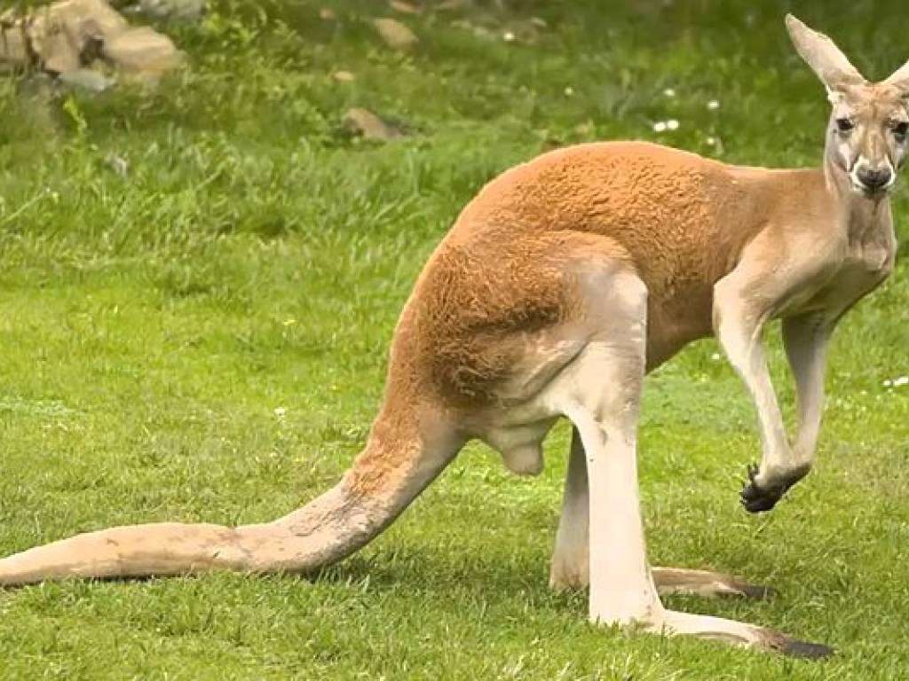 Австралийские полоцкие сняли на видео ночные разборки кенгуру
