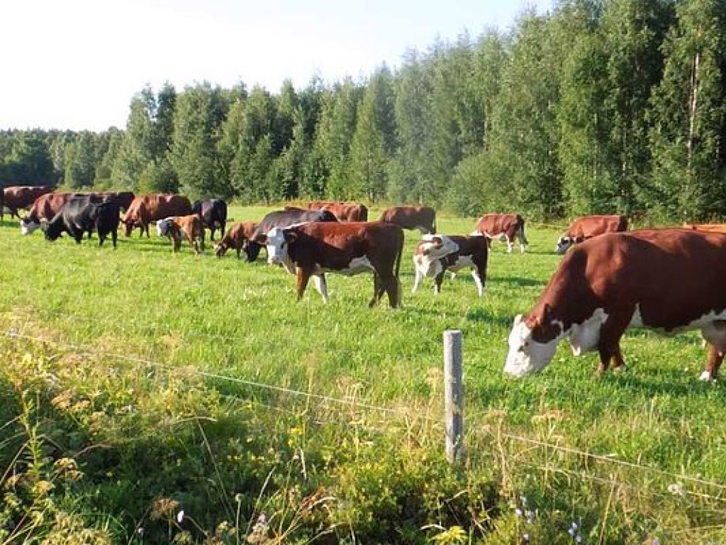 В Украине сократилось поголовье скота