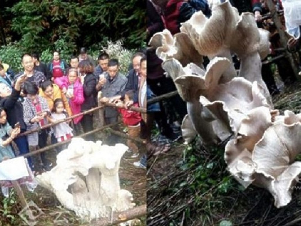 В Китае нашли «короля грибов»