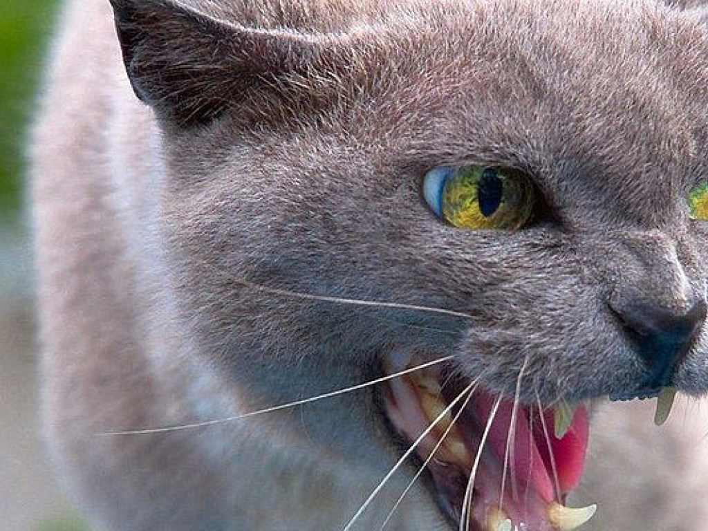 Бешеный кот покусал 6 человек в Кропивницком