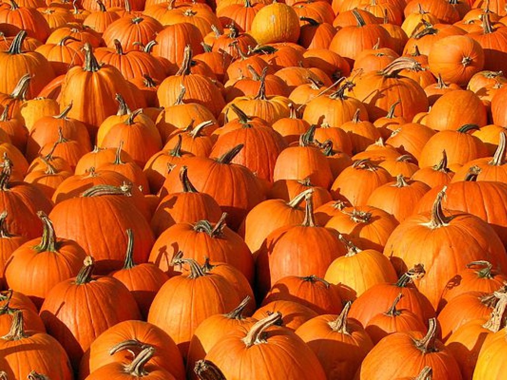 В преддверии Хэллоуина в Украине взлетели цены на тыкву