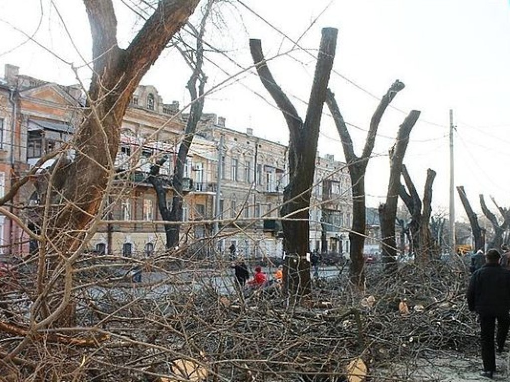 В центре Одессе массово уничтожают деревья (ФОТО)