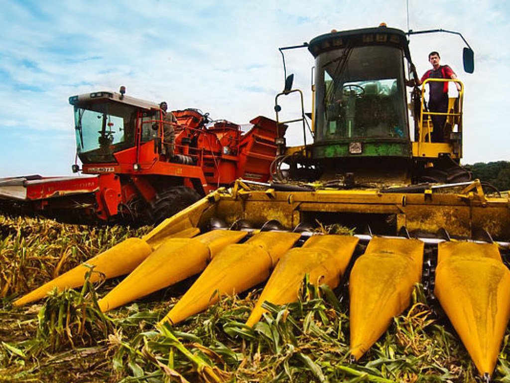В Украине ухудшился прогноз по сбору кукурузы – экономисты