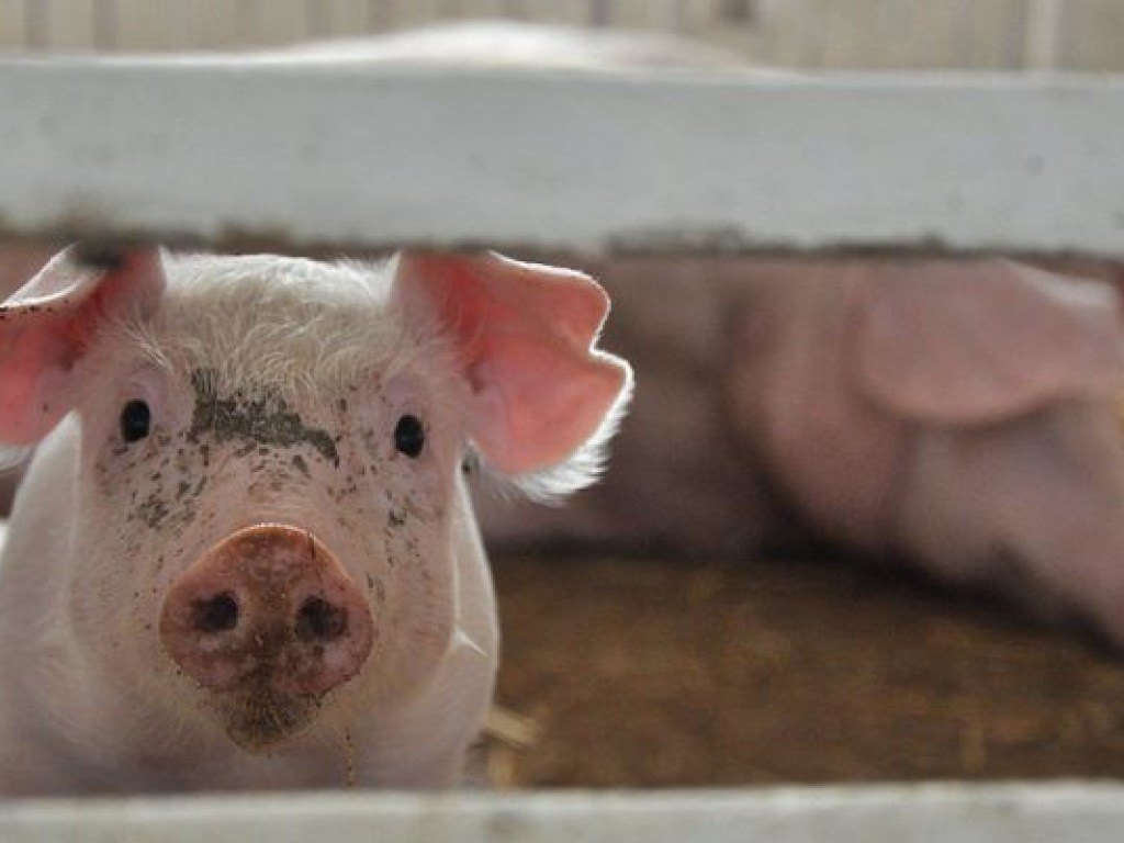 В двух областях Украины зафиксировали вспышки чумы свиней