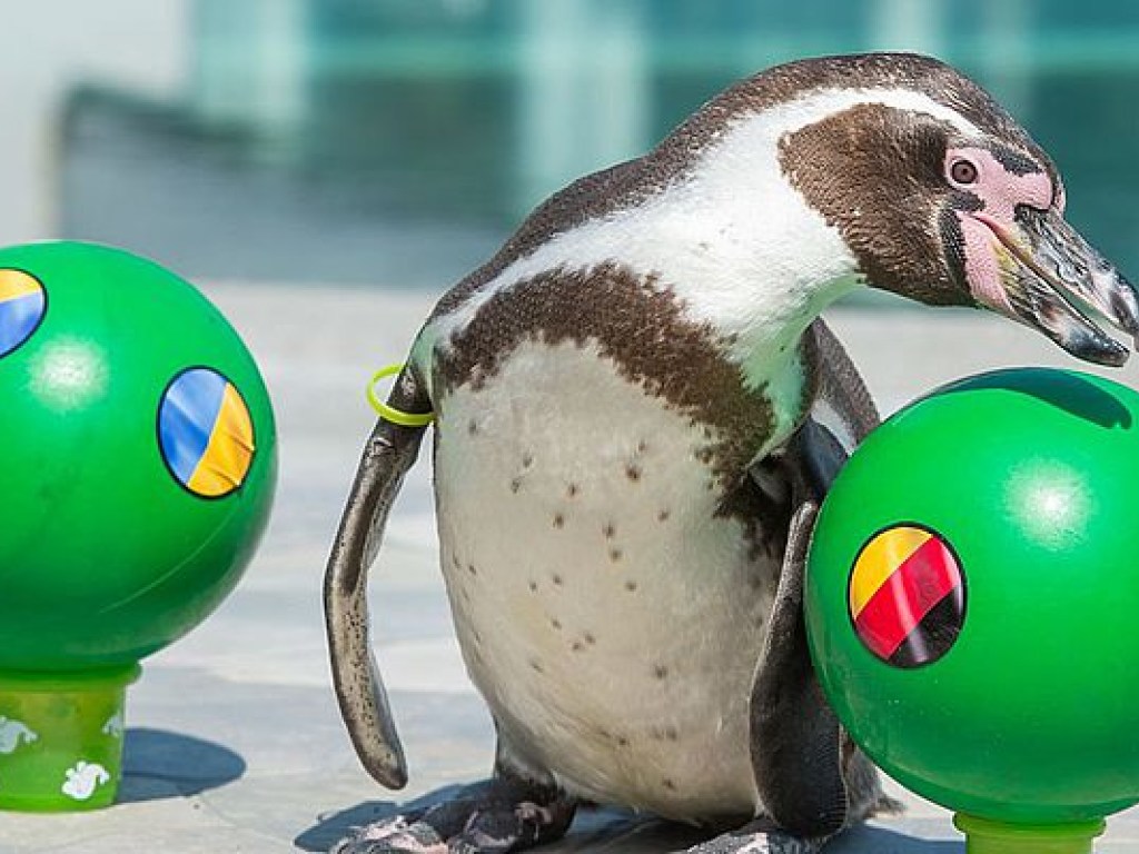 В Харьковском экопарке появился необычный пингвин