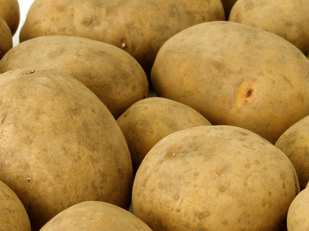 В Украине увеличилось производство картофеля – исследование