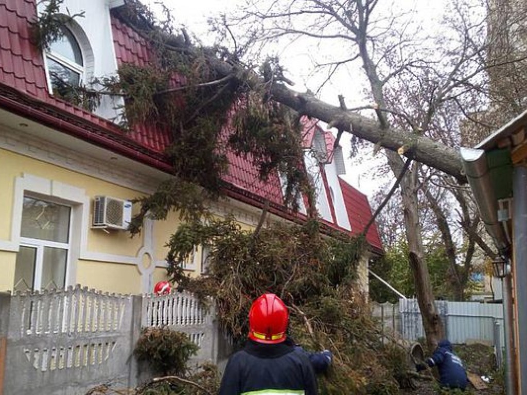 Непогода в Хмельницком: на стоматологическую клинику рухнуло дерево (ФОТО)