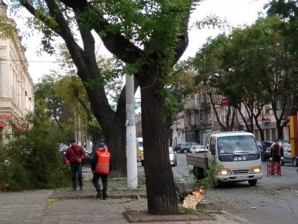 В Одессе из-за сильного ветра рухнула ветка дерева, заблокировано движение транспорта (ФОТО)