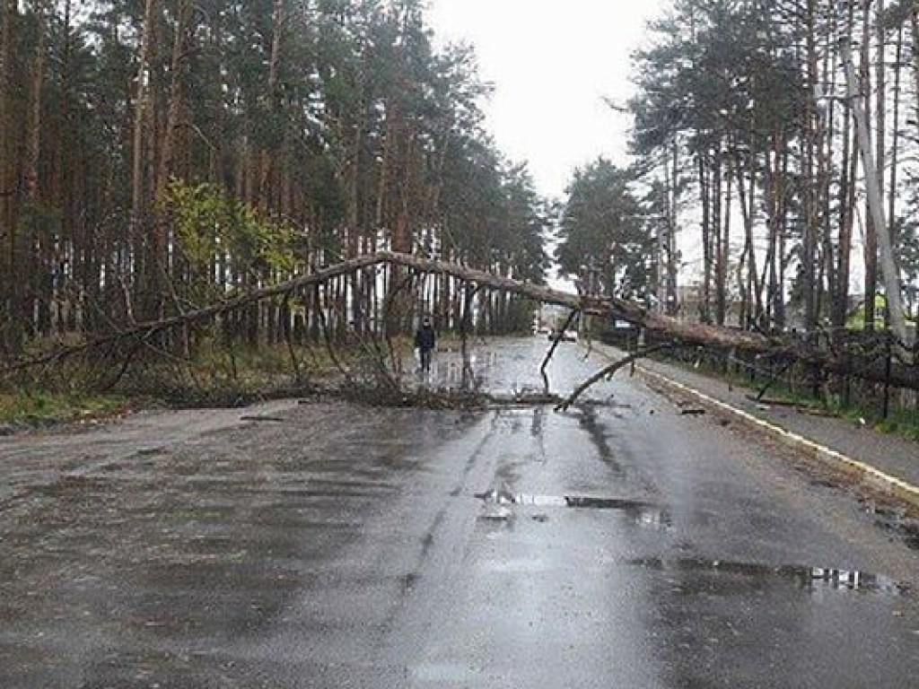 Ураган пронесся по пригороду Киева: поломаны деревья и электроопоры (ФОТО)