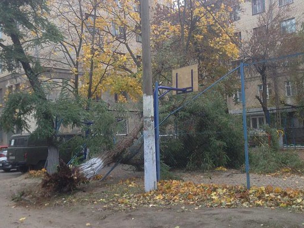 В Николаеве вузовское общежитие осталось без света из-за падения дерева на электроопору (ФОТО, ВИДЕО)