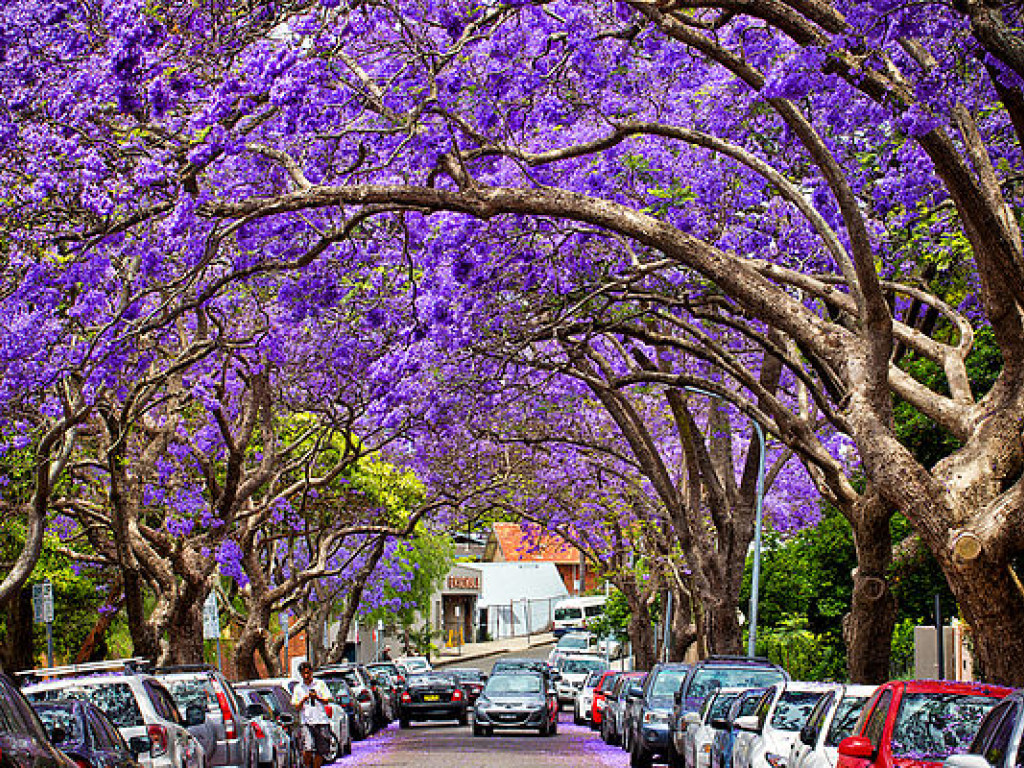 В Сиднее туристы во время селфи с цветущей жакарандой остановили движение