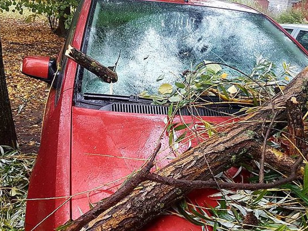 В Киеве рухнувшее дерево раздавило лобовое стекло и капот припаркованного автомобиля (ФОТО)