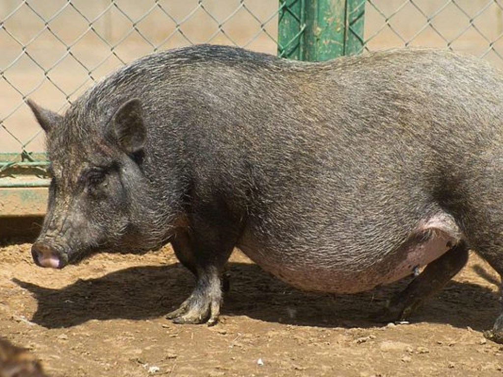 В Алабаме по улицам разгуливает свинья, которую окрестили монстром (ВИДЕО)
