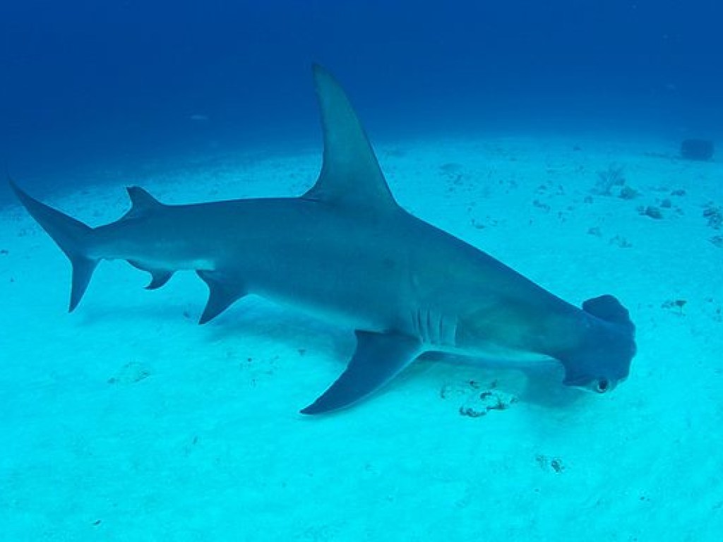 У австралийского побережья дайверы сняли на видео перемещение огромной стаи акул (ВИДЕО)