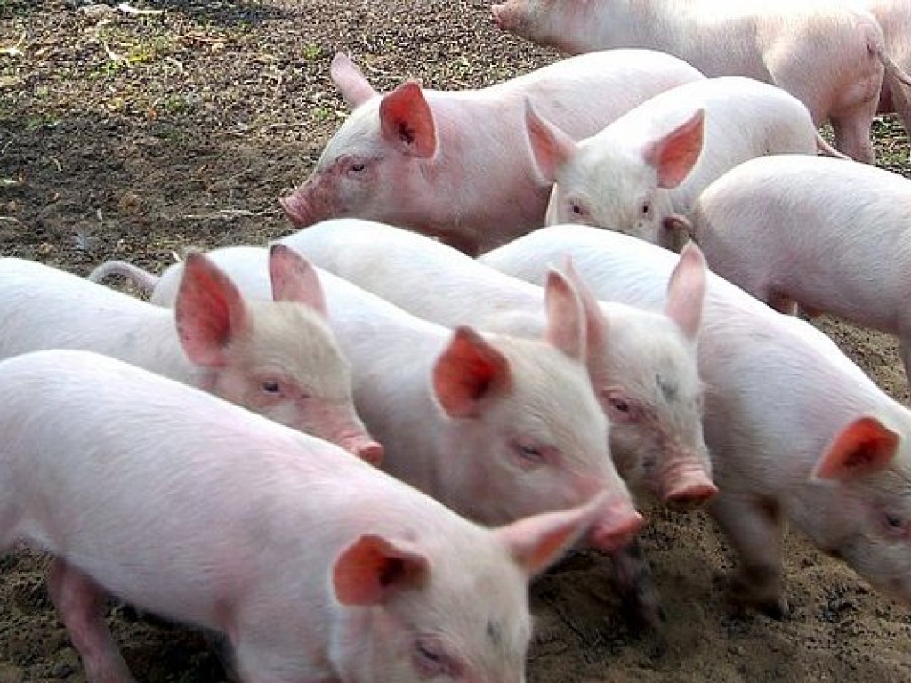 В Украине из-за чумы свиней в 26 селах продолжает действовать карантин