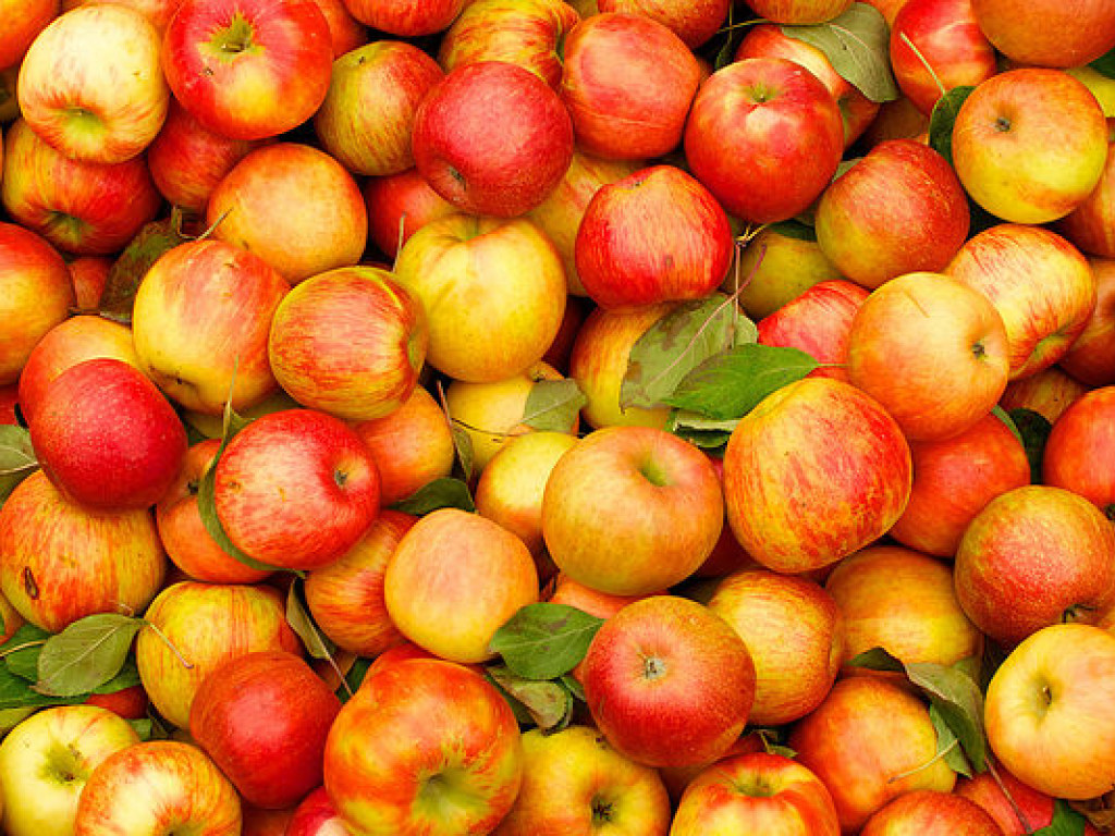 Украина в три раза увеличила экспорт яблок в Австрию