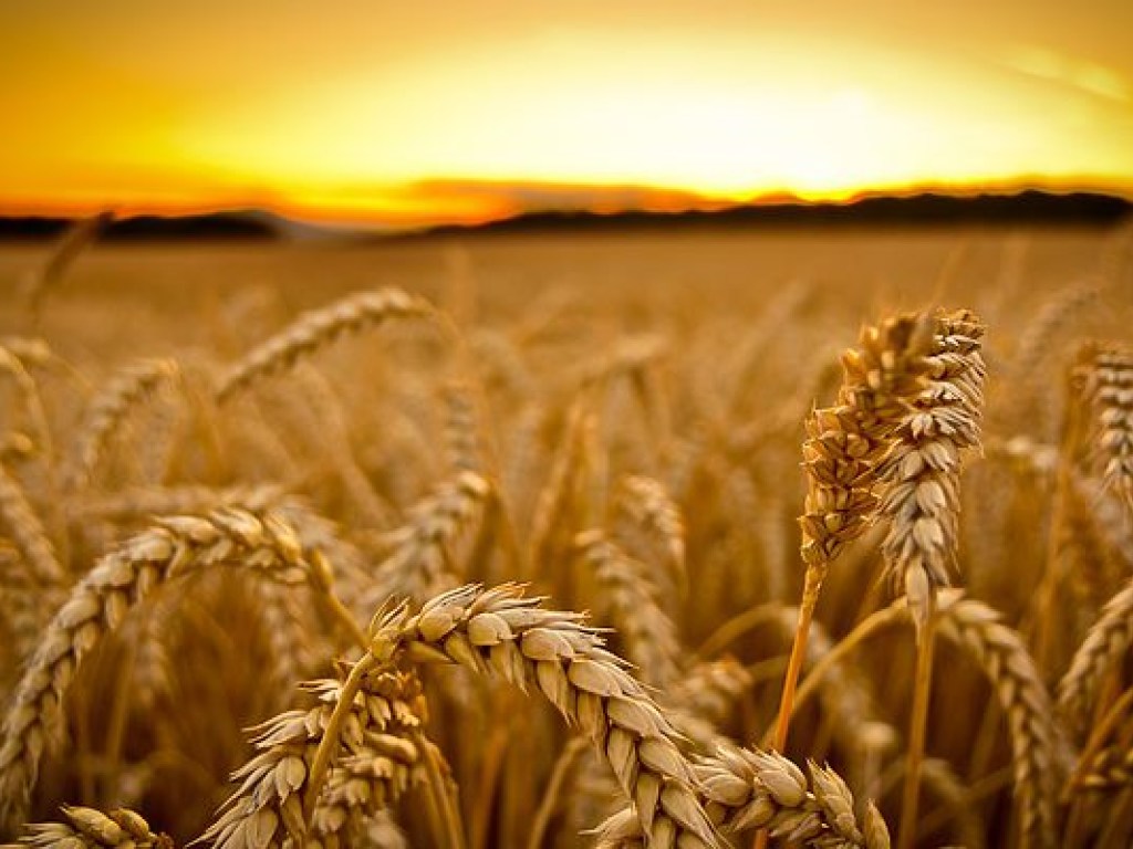 В Украине существенно снизилась рентабельность сельхозпредприятий