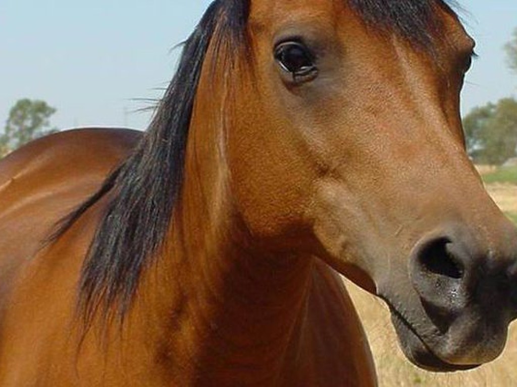 Во Львовской области спасали упавшую в канализацию лошадь (ФОТО)
